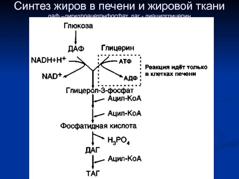 Жирные кислоты в печени. Схема синтеза жиров в печени биохимия. Синтез жиров биохимия реакции. Схема синтеза жиров в жировой ткани. Синтез таг биохимия схема.