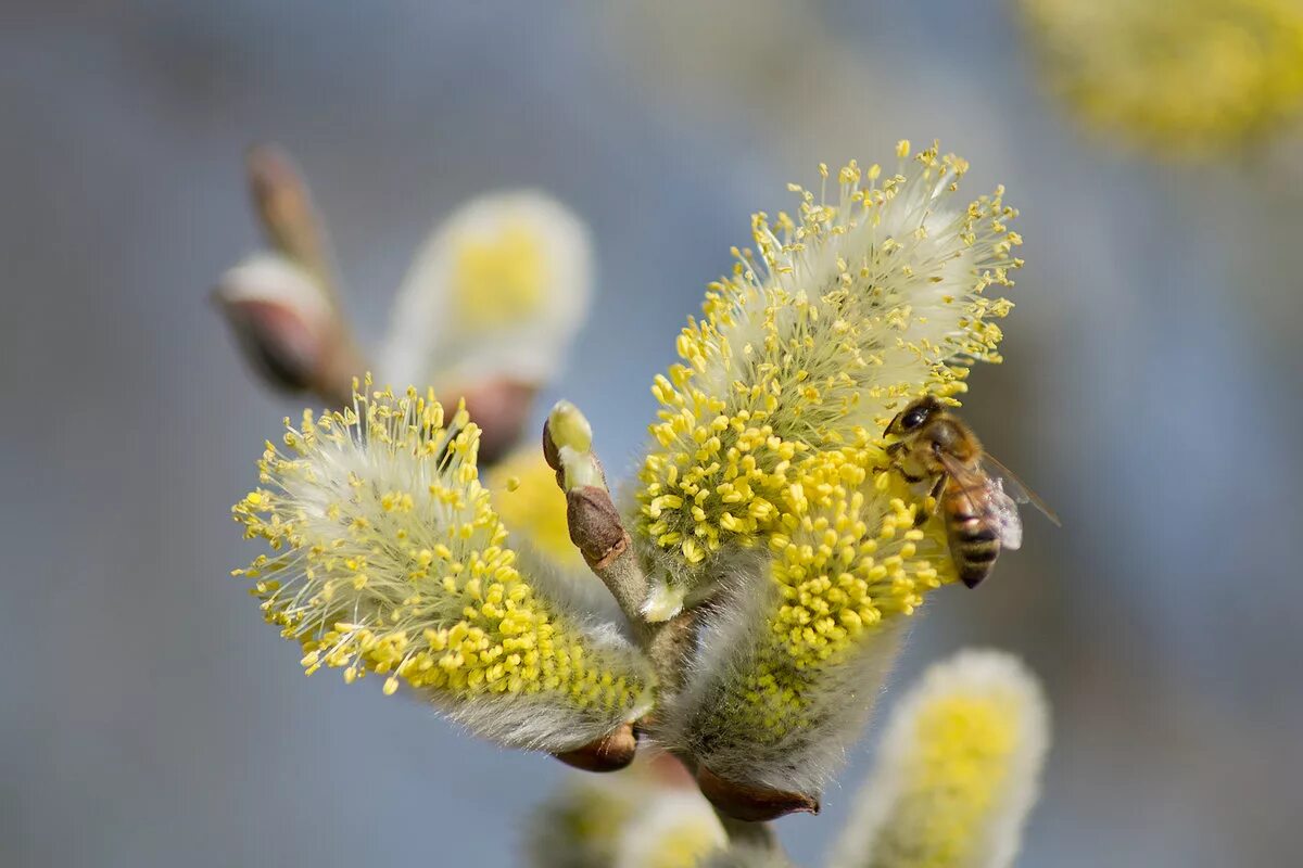 цветущая верба дерево. желтые почки. ива salix phylicifolia. ива - salix почки. цветущая верба.
