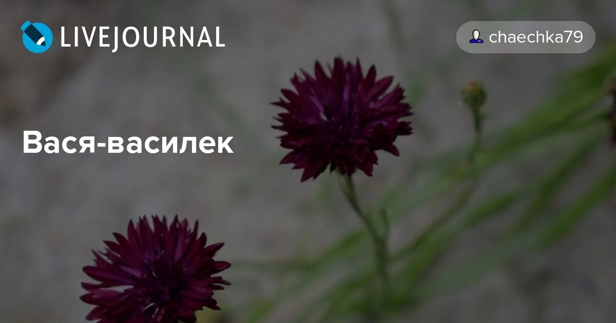 Песня василек коля. Василек мой любимый цветок. Василек Василек мой любимый цветок. Вася-Василёк георгин. Вася Вася Василек мой любимый цветок.