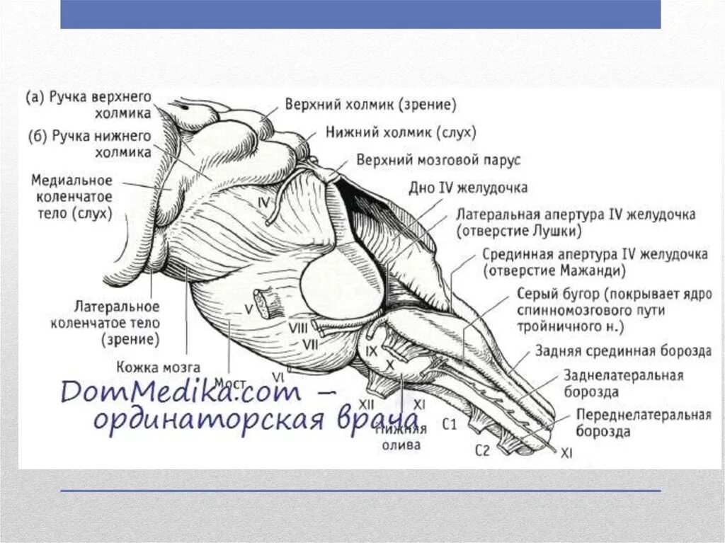 Верхние холмики мозга. Ручки нижних холмиков среднего мозга. Верхние холмики крыши среднего мозга латынь. Ручки Нижнего холмика среднего мозга латынь. Ручка верхнего и Нижнего холмика среднего мозга.