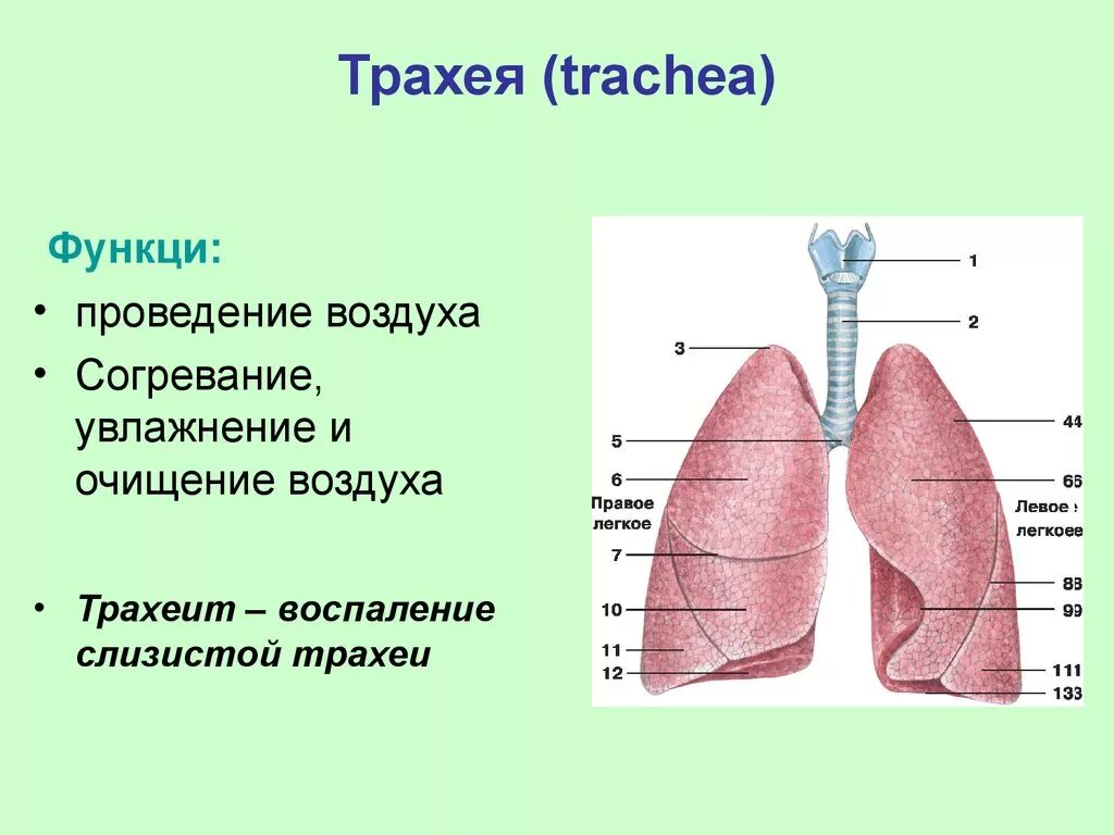 Строение и функции трахеи и легких. Функции трахеи человека. Трахея положение строение функции. Трахея ее функции. Функции трахеи 8 класс биология.