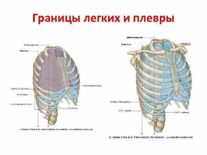 Границы лёгких и плевры таблица. Границы лёгких и плевры. Границы легкого и плевры по линиям таблица. Границы легких границы плевры. Задняя граница легких