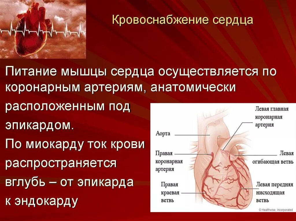 Коронарные артерии кровоснабжают. Кровоснабжение сердца коронарные артерии. Анатомия сердца кровоснабжение сердца. Коронарные сосуды осуществляют кровоснабжение. Кровоснабжение сердечной мышцы осуществляется.