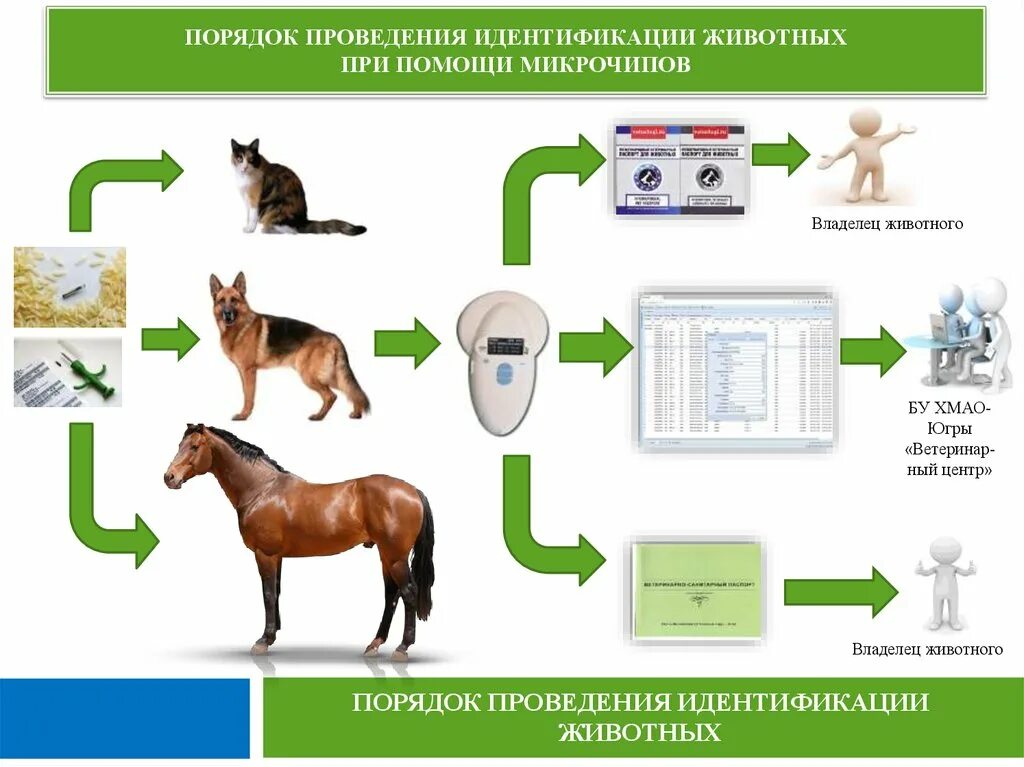 Какие домашние животные добавлены в личном кабинете. Электронная идентификация животных. Идентификация домашних животных. Порядок проведения идентификации. Электронное чипирование животного.