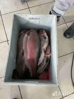 Авито рыба оптом