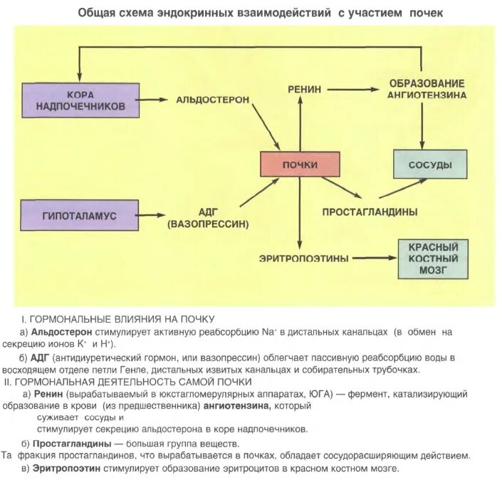 Гистология таблицы