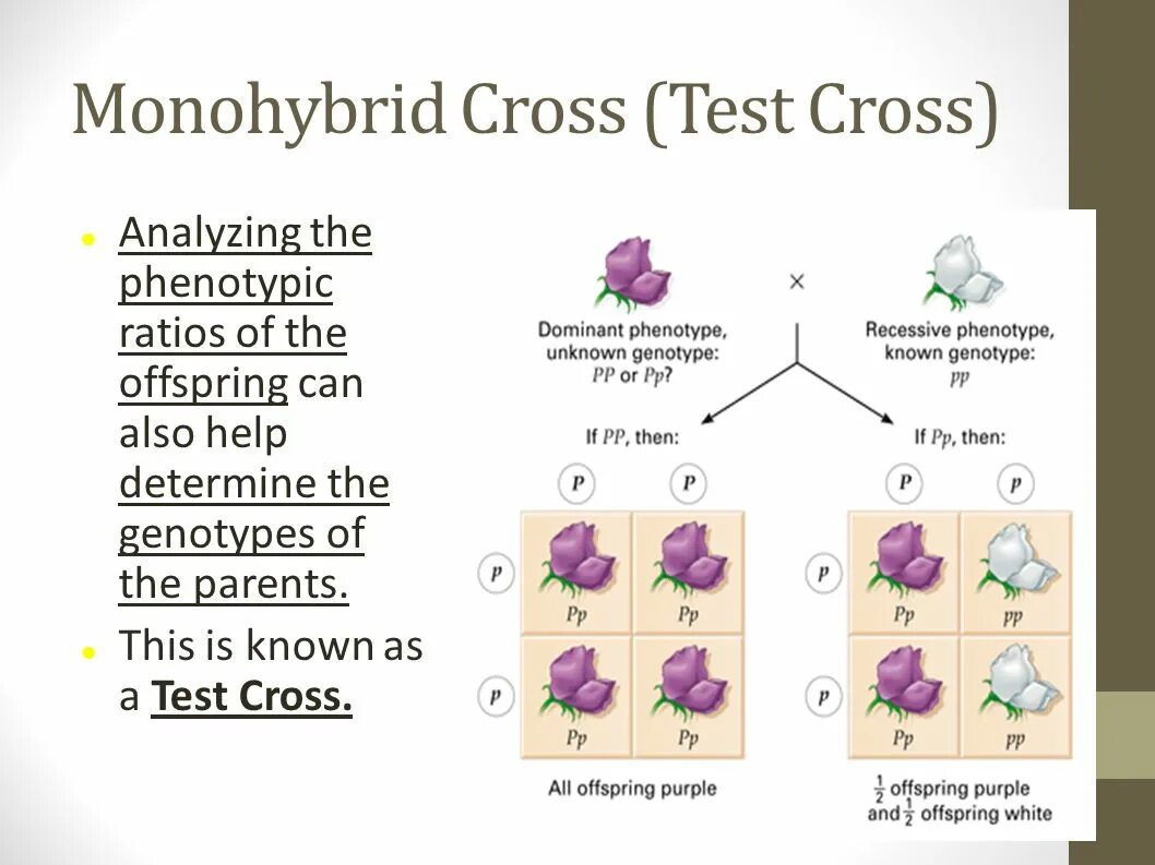 Monohybrid. Monohybrid Cross. Кросс тест. Кросс тест микробиология.