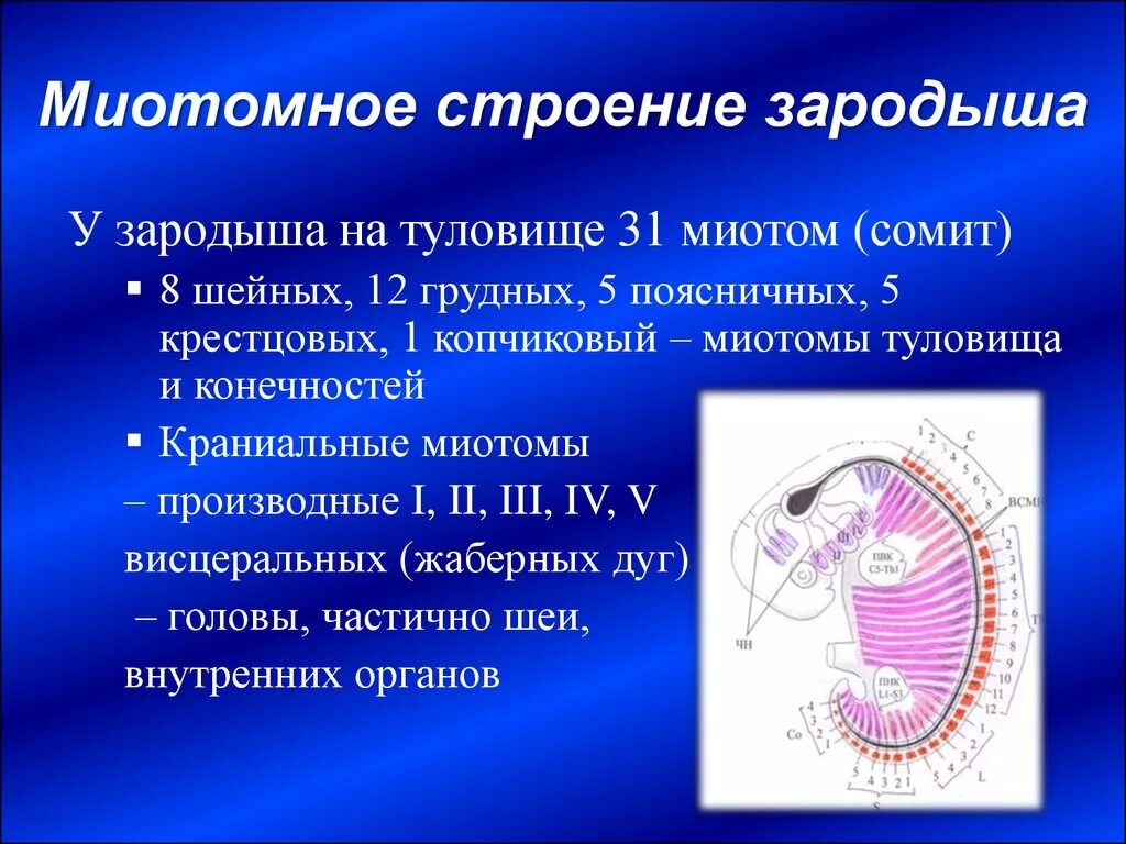 Дерматом миотом. Миотом. структура эмбриона. миотом сомита. дерматом миотом склеротом.