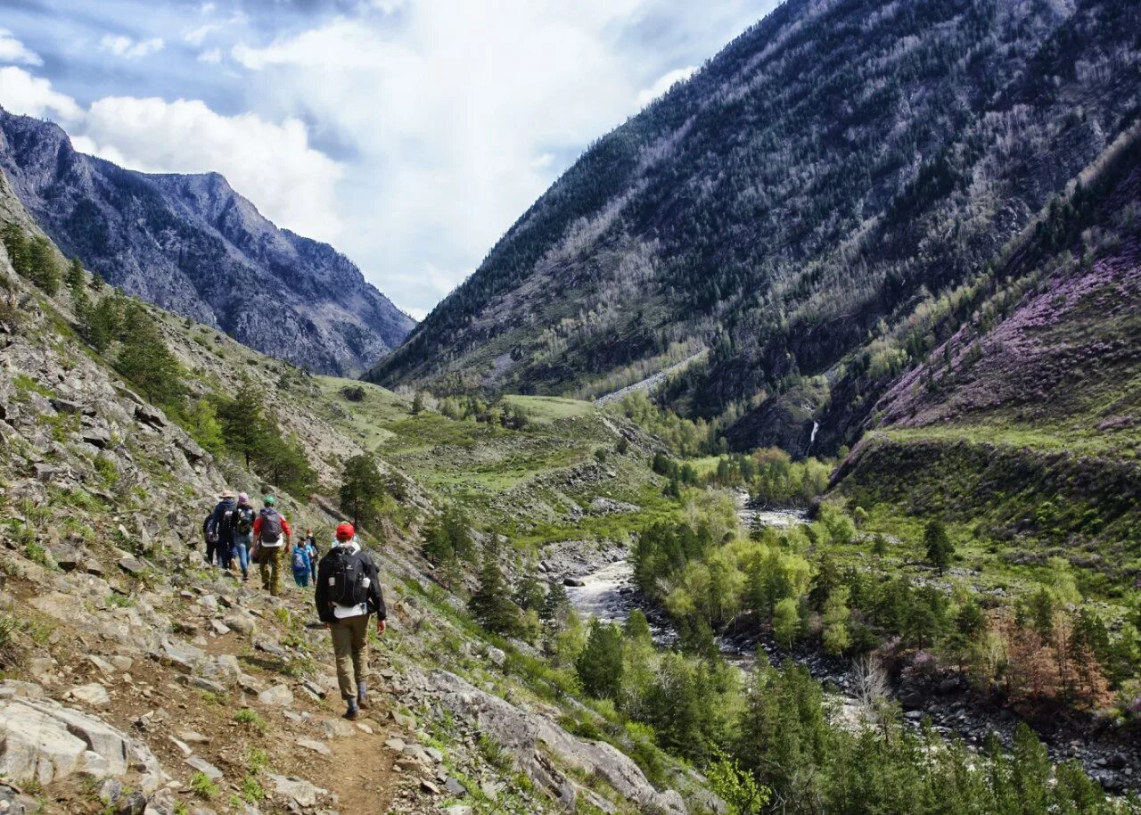 чемал горный алтай начале мая. маральник горный алтай цветет горы. алтай маральник цветет горы. горно алтайск цветение маральника. чемал горный алтай.
