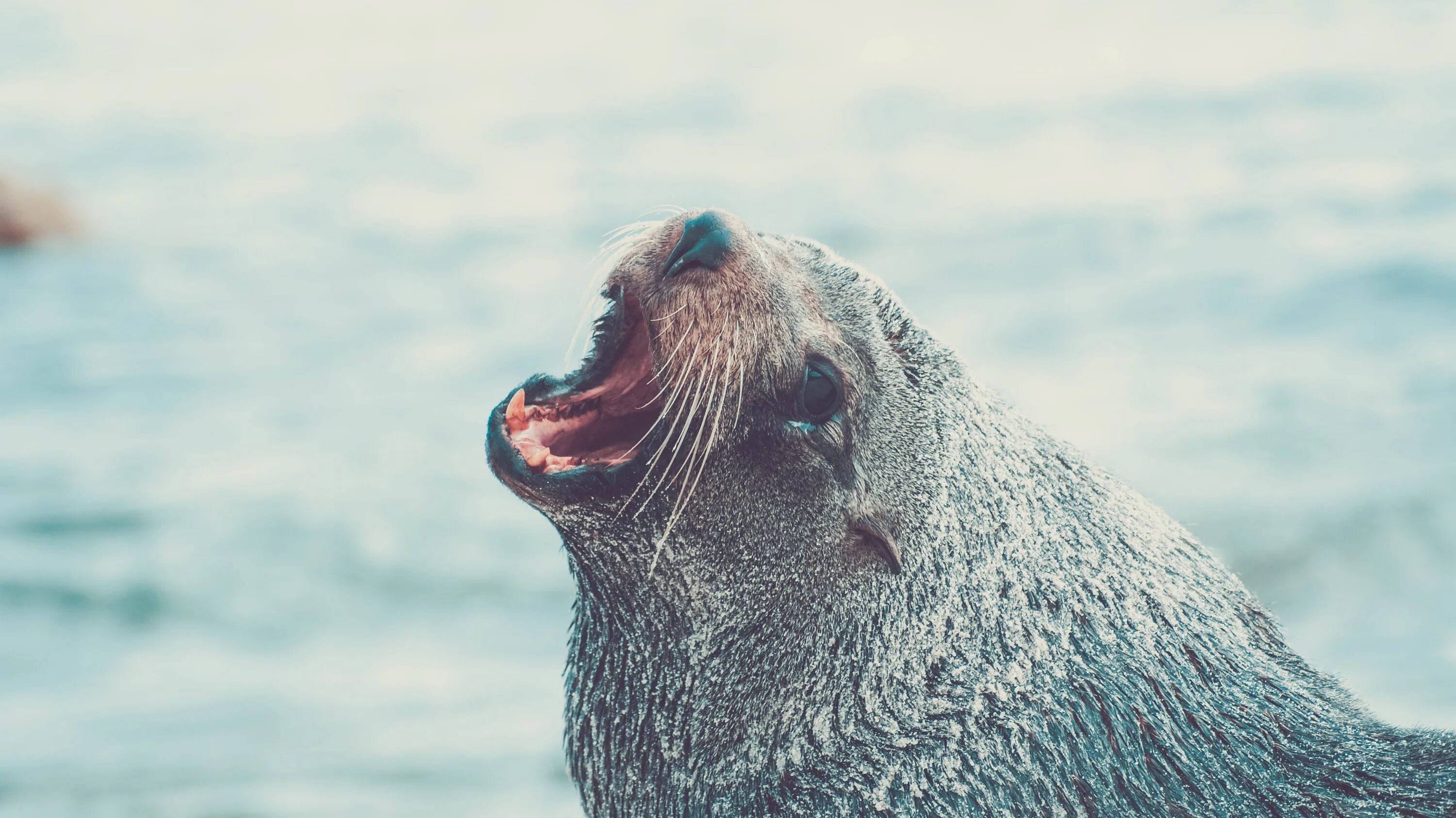 Морская собака животное. Тюлень сивуч. Морские львы. Тюлень кричит. Кричащий тюлень.