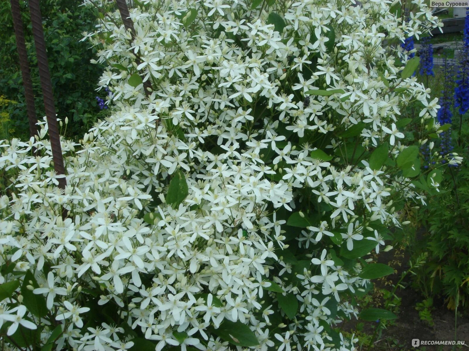 Клематис короткохвостый (Clematis brevicaudata) 0,2 гр