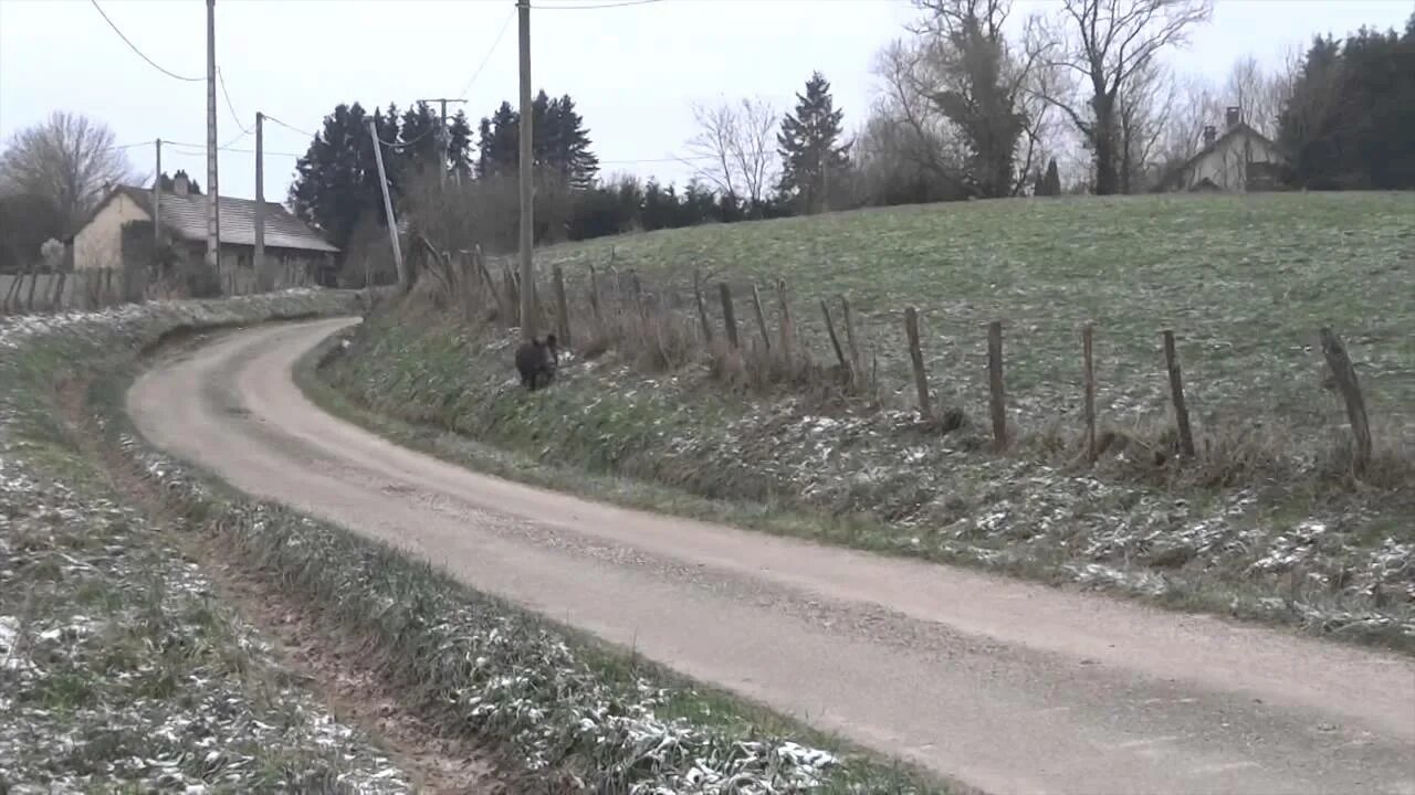 Кабан пробежал так неожиданно что пока я. Кабан бежит.