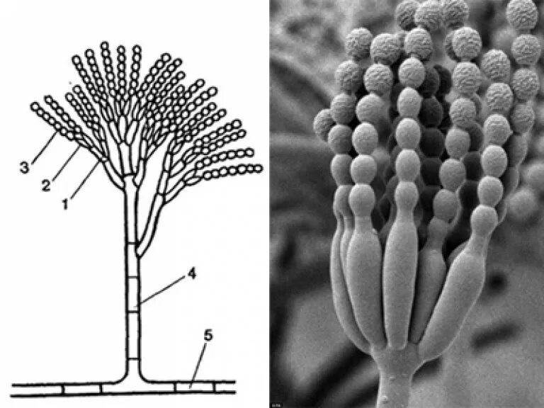 Пенициллин (Penicillium). Penicillium конидии. Конидии и спорангии. Мицелий пеницилла. Плесневый гриб пенициллин