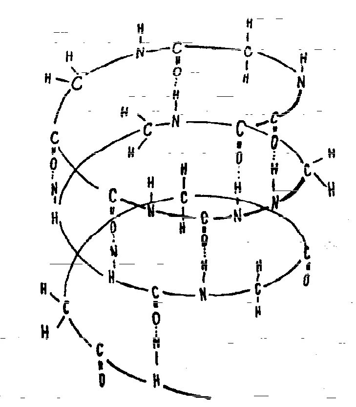 Бета спираль вторичной структуры белка. Вторичная структура белка рисунок. Вторичная структура белка структура белка. Альфа спираль вторичной структуры.