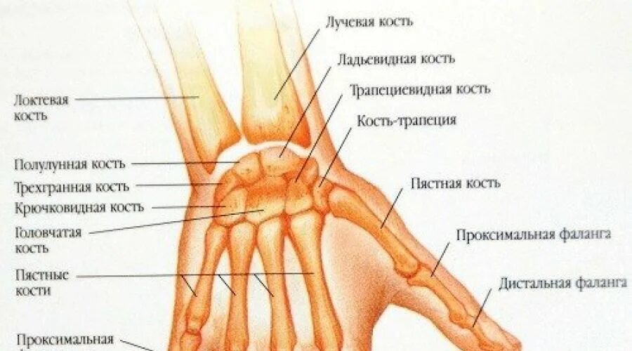 Почему болит кость пальца. Капсульно связочный аппарат лучезапястного сустава. Сустав большого пальца руки.