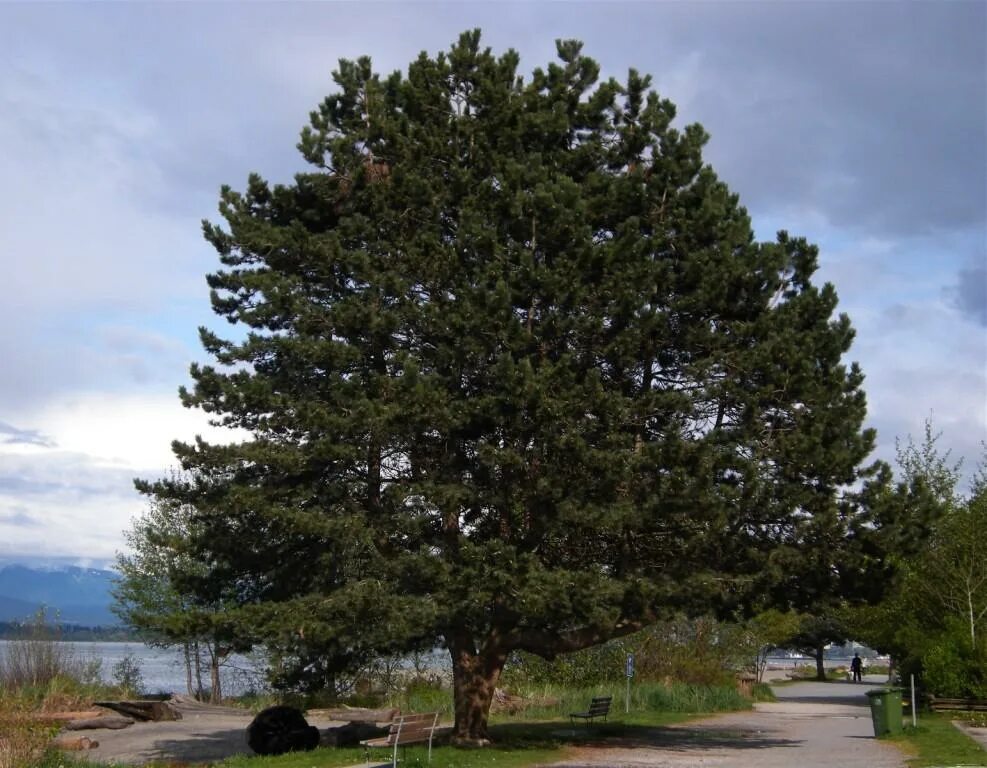 Сосна нигра описание. Сосна Pinus nigra. Сосна черная (Pinus nigra). Сосна Австрийская черная Нигра. Сосна черная Австрийская (Pinus nigra).