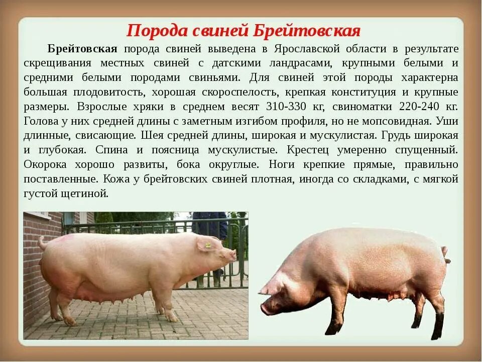 Сообщение о свинье. Дюрок ландрас порода свиней характеристика. Поросята ландрас дюрок. Порода свиней ландрас дюрок. Порода свиней белый дюрок.