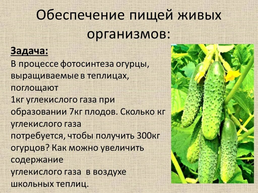 Огурец культурное растение. Строение огурца. Морфологическое строение огурца. Огурец для презентации.