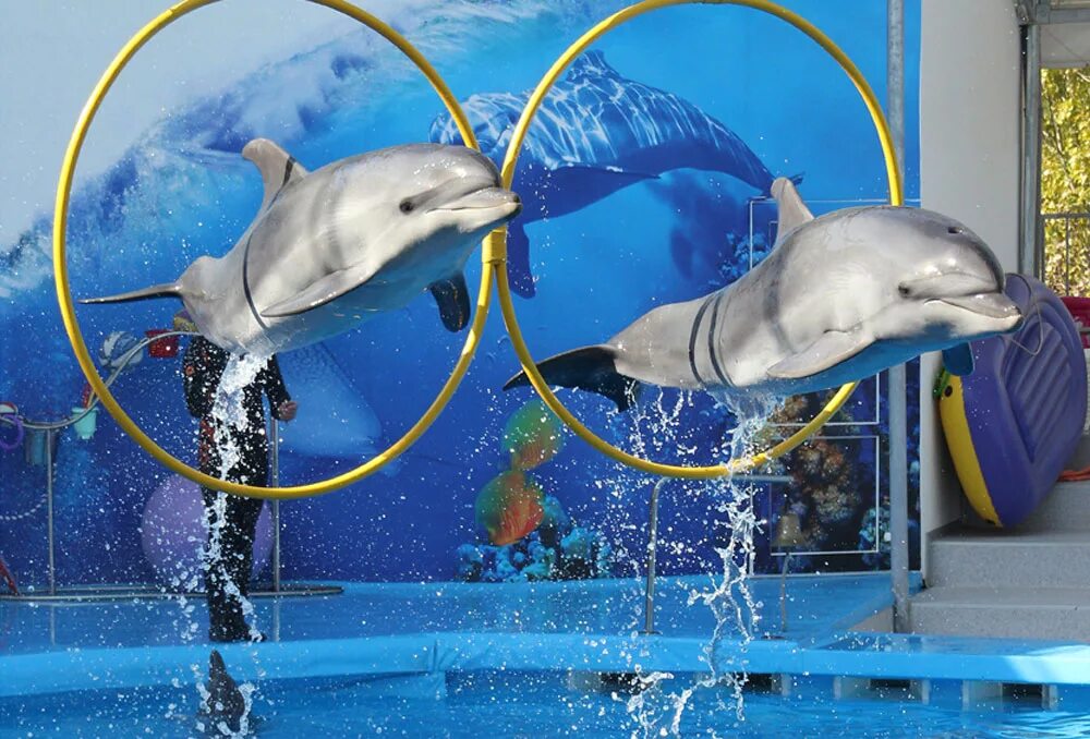 Дельфинарий варадеро. Дельфинарий Архипо-Осиповка. Дельфинарий. Дельфины в дельфинарии. Дрессированные дельфины.