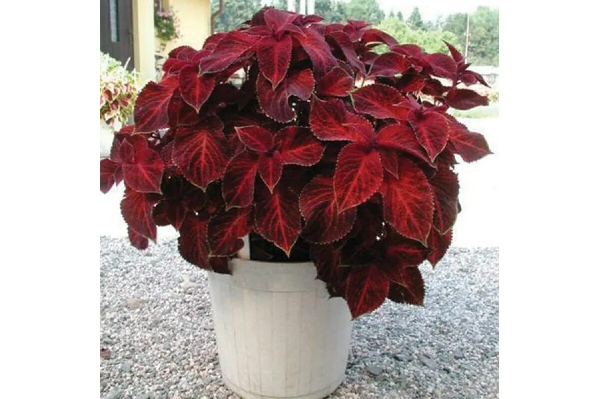 Как называется цветок бордовый лист