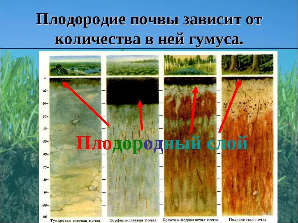 Почвы зависит от наличия в почве. Почвы зависит от наличия в почве. Почвы зависит от наличия в почве. Плодородие почвы. Типы почв.