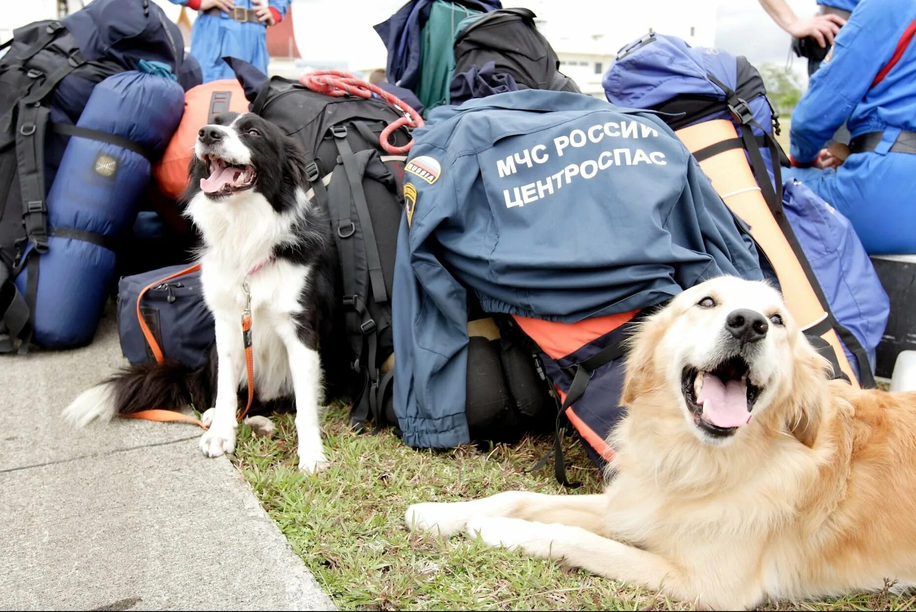 Где используются собаки