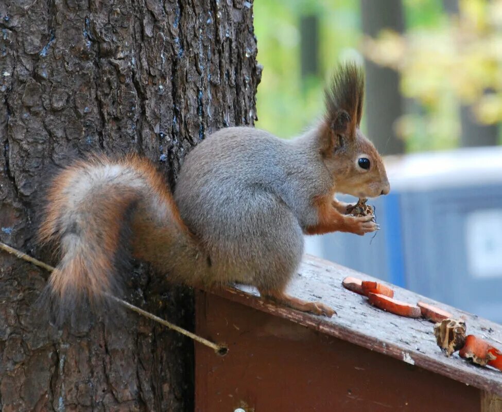 бельчонок 2023 2024