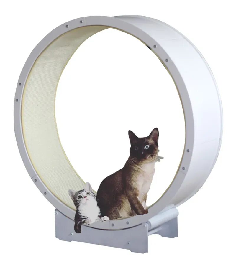Валберис беговое колесо для кошек. Беговое кольцо для котов. Колесо для бега для кошек. Тренажер для кошек. Gs для кошек купить