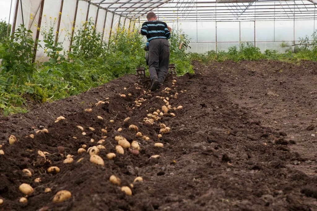 Можно ли сажать картошку после картошки. Картофель в теплице. Теплица с картошкой. Парник для картошки. Картошка растет в теплице.