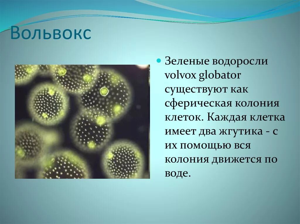 Автотрофной является клетка. Автотрофной является клетка