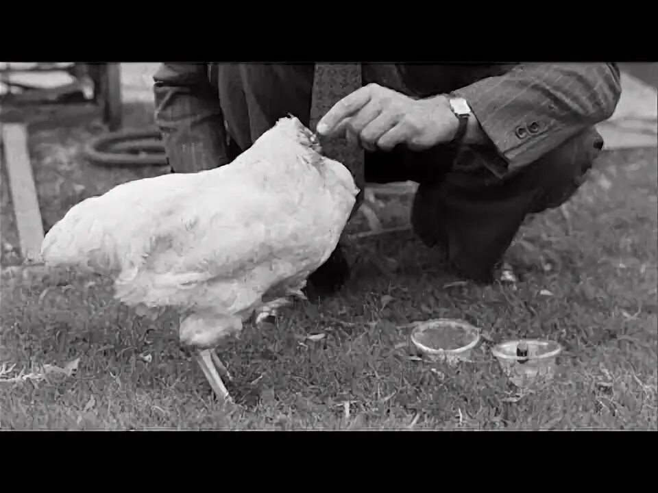 Сколько живут без головы. Безголовый цыпленок Майк. Майк Безголовый петух проживший. Курицамбез головы.