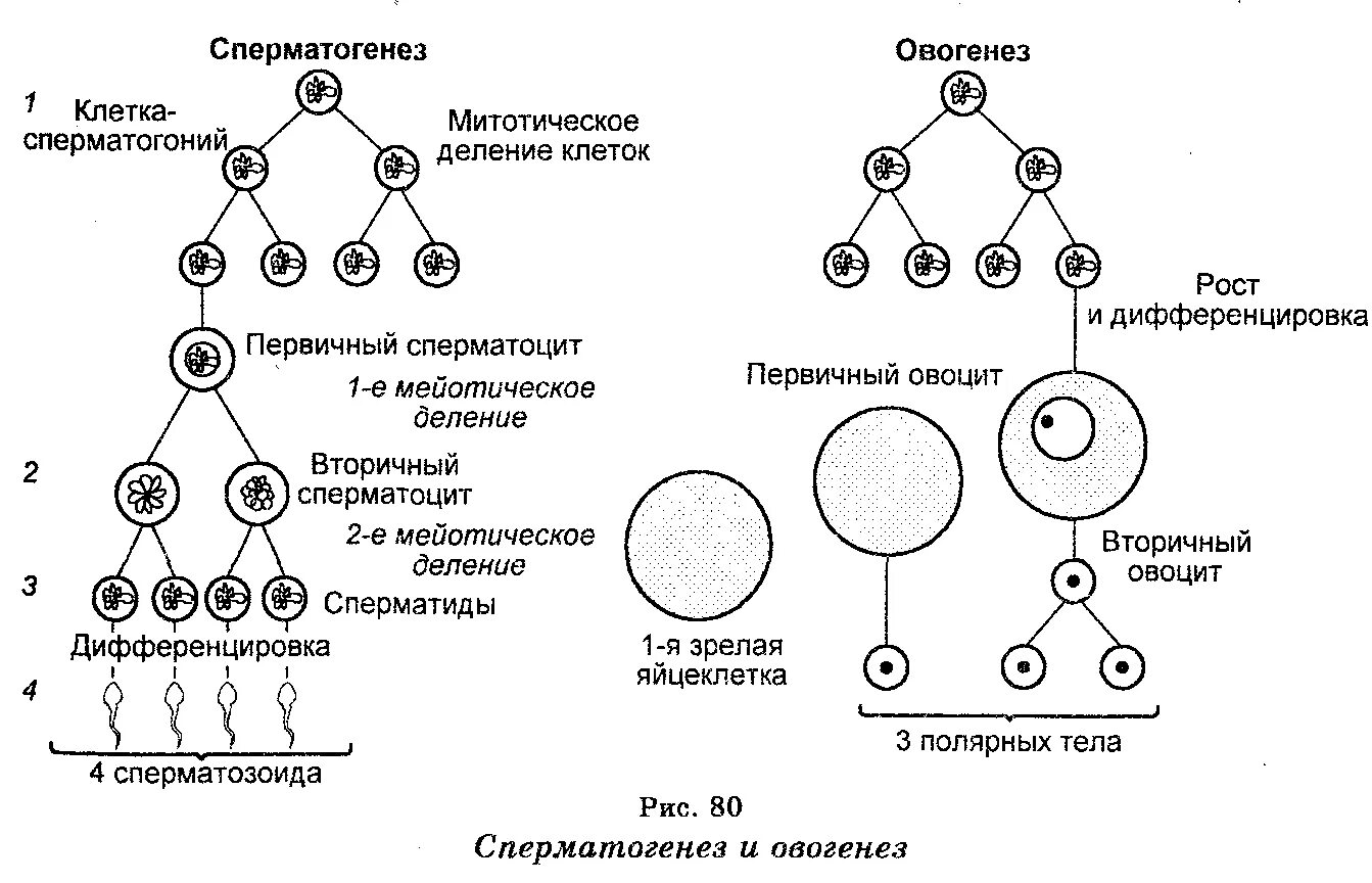 Женские половые клетки образуются в процессе. Фазы овогенеза схема. Схема образования сперматогенеза. Схема сперматогенеза и овогенеза. Схема сперматогенеза и оплодотворения.