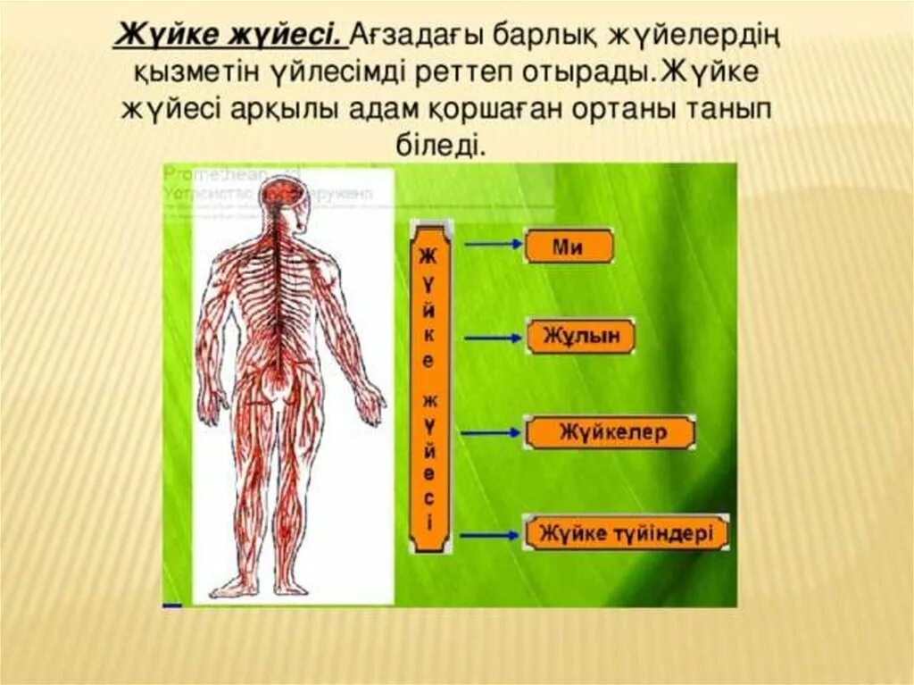 Нерв жүйесі. Жүйке физиологиясы презентация. Жүйке жүйесі физиологиясы презентация. Жұлын рисунок.