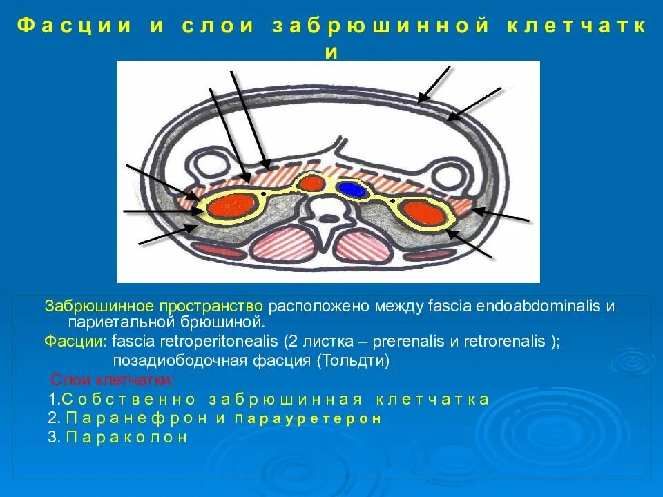 Фасции брюшной полости схема. Забрюшинная полость что это. Околопочечное клетчаточное пространство. Брюшная полость и забрюшинное пространство. Мрт органов брюшной полости и забрюшинного пространства.