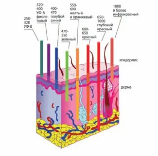 Спектры кожи