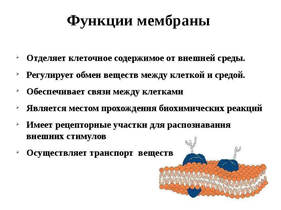 Функция клеточной мембраны клетки животного