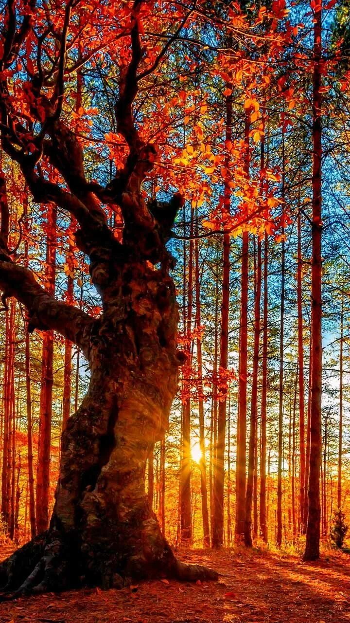 Phone tree