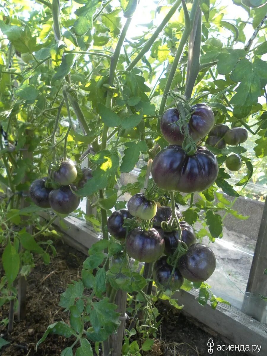 томат звездопад в августе