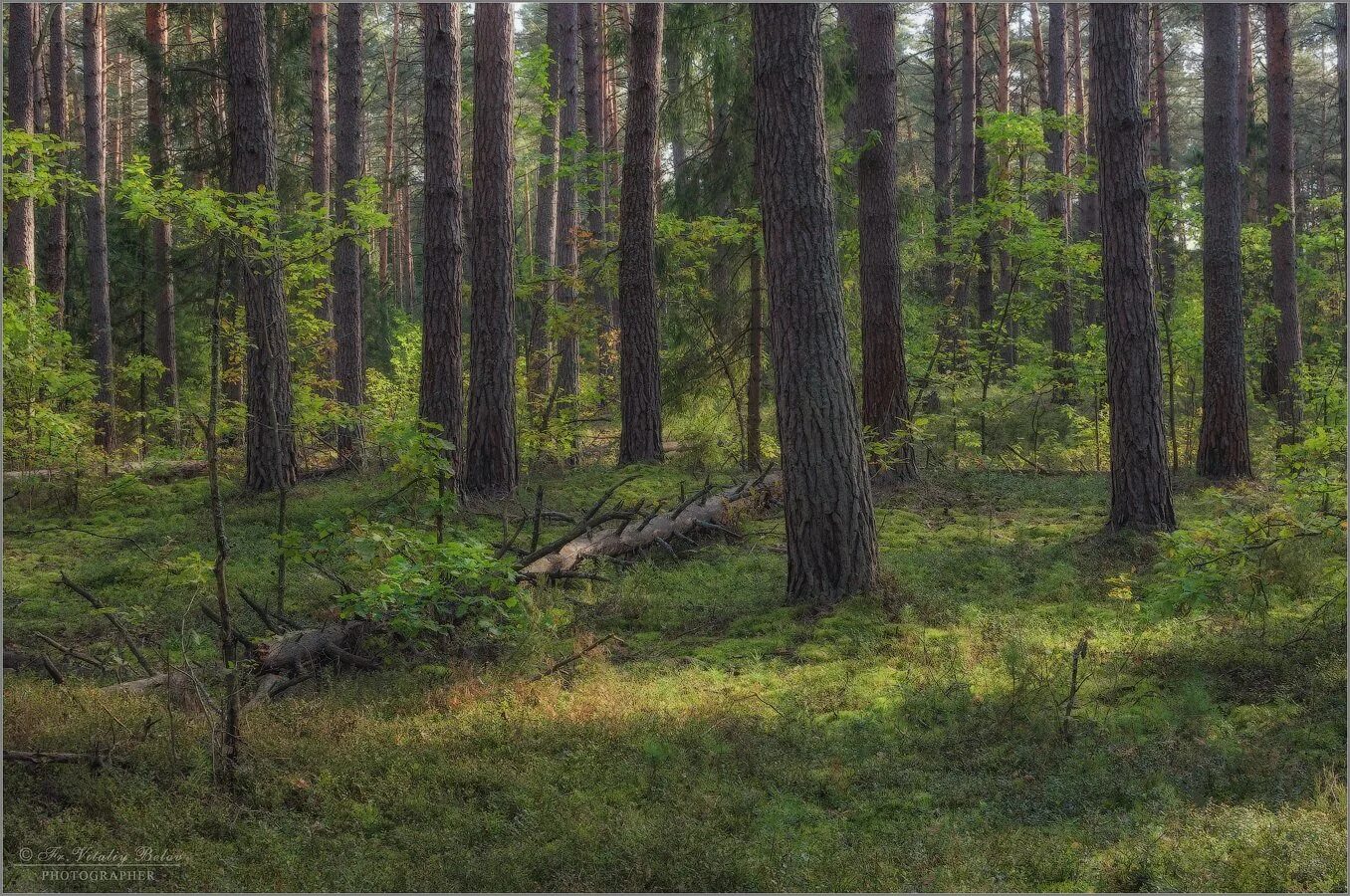 стозвоном сосняка. сосновый бор беломошник. что значит сосняка. что значит сосняка. разнообразие видов в сосновом лесу.