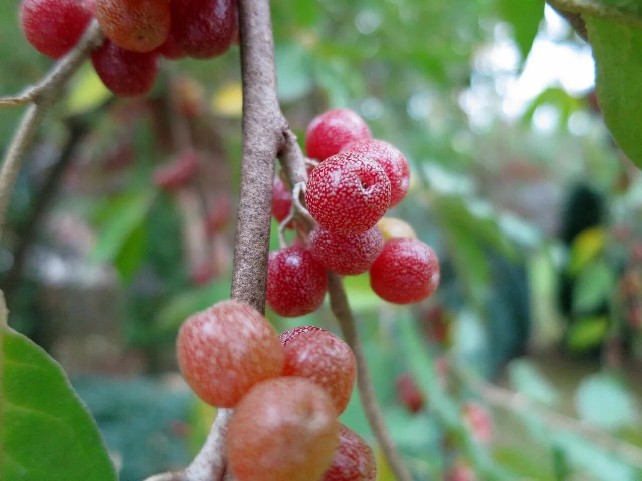 Шефердия описание сорта фото отзывы. Elaeagnus umbellata. шефердия круглолистная. лох многоцветковый шефердия. лох зонтичный (elaeagnus umbellata).