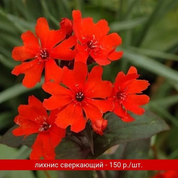 Лихнис сорта и виды. Лихнис везувий. лихнис везувий многолетний. лихнис аркрайта.