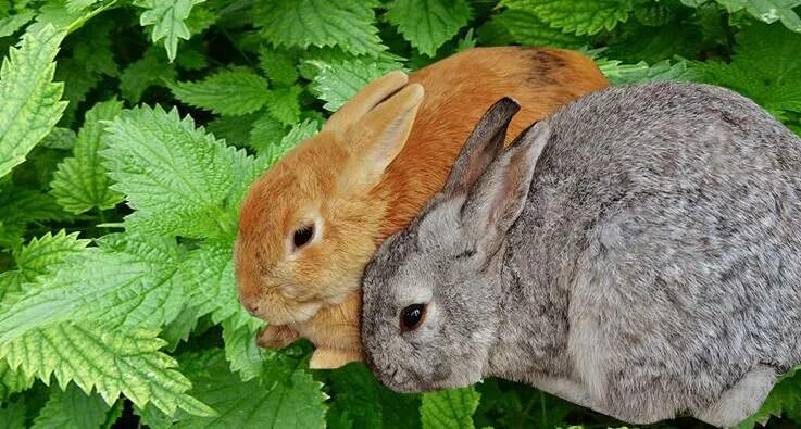 Можно ли кроликам крапиву. Кролики едят крапиву. Крапива и животные. Кормление кроликов. Зеленые корма для кроликов.
