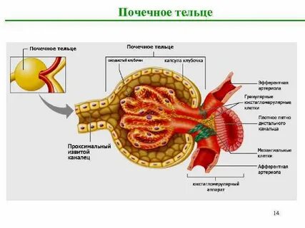 В почечное тельце входит
