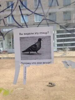 Свое имя эта птица получила