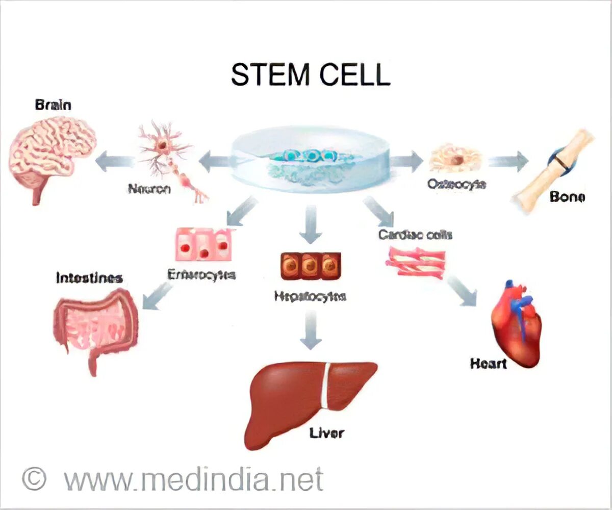 Application cells
