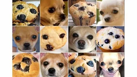 Chihuahua or blueberry muffin