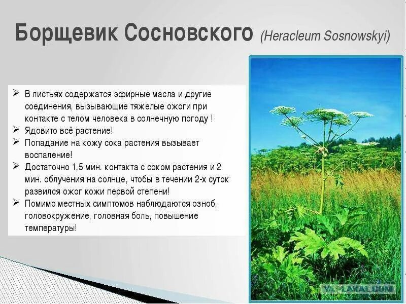 Борщевик сосновского ядовитое растение. Ядовитый борщевик сосновского. Опасный сорняк борщевик. Ядовитый борщевик сосновского. Польза борщевика для человека.