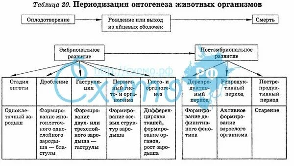 Последовательность событий онтогенеза. Периоды онтогенеза схема. Таблица периоды онтогенеза онтогенеза человека. Типы онтогенеза таблица. Типы онтогенеза таблица характеристика.