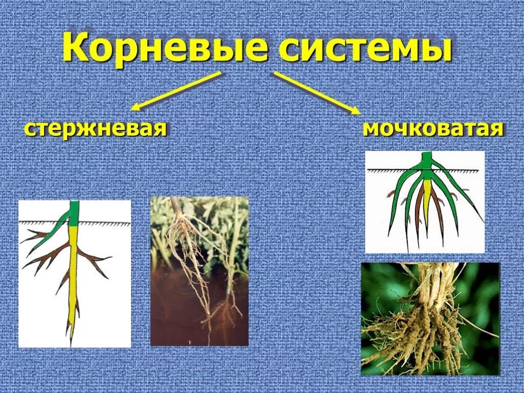 Видео корневых. Мочковатая. Стержневая и мочковатая система. Стержневые и мочковатые растения. Корневая система.