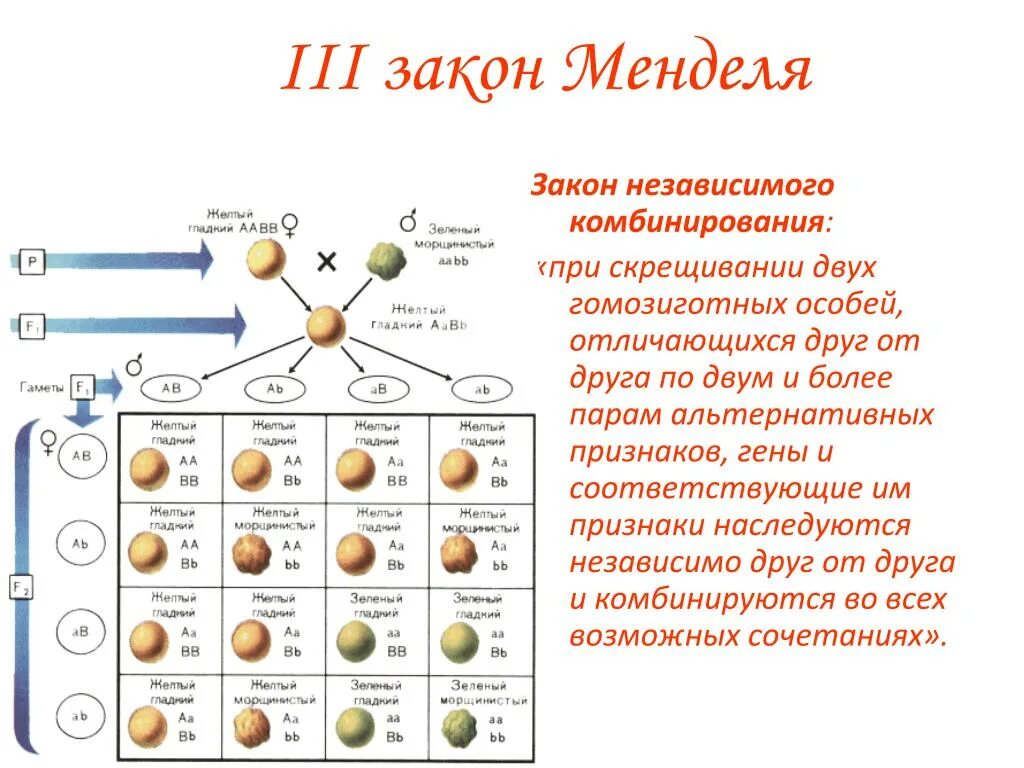 Гибриды второго поколения